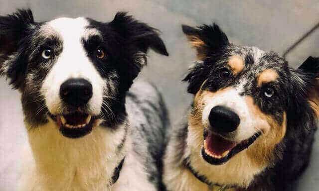 A happy pair of canine patients